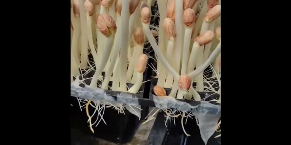 Cách trồng mầm đậu phộng