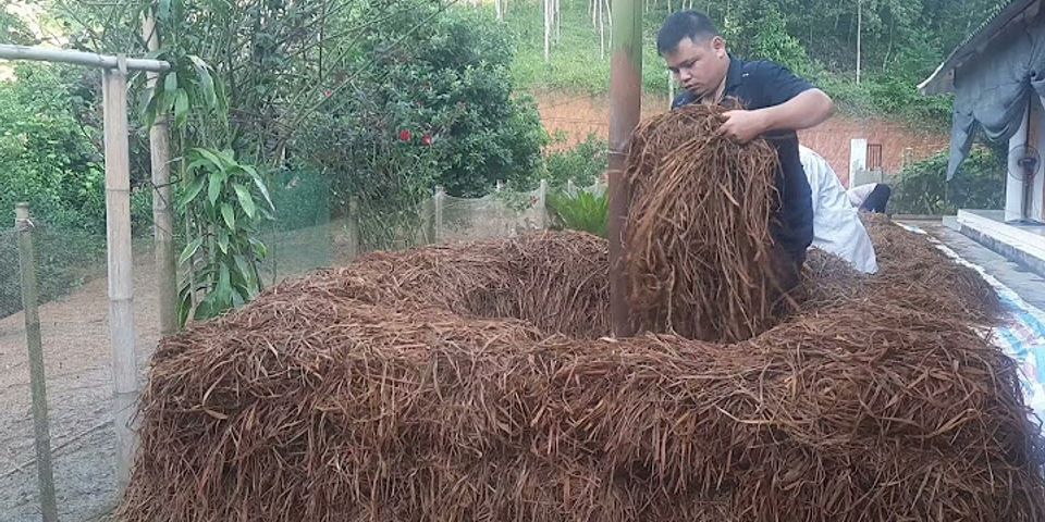 Cách trồng nấm sò bằng rơm