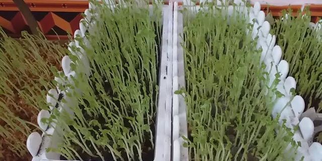Cách trồng rau mầm đậu Hà Lan bằng đất