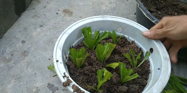 Cách trồng rau ngò gai bằng gốc