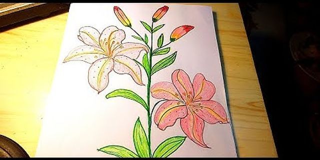 Cách vẽ hoa bách hợp