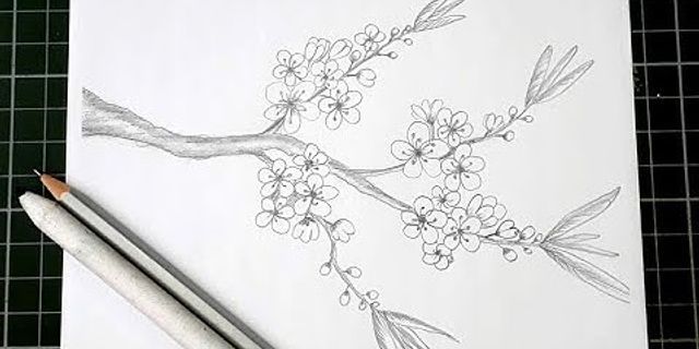 Cách vẽ hoa đào bằng bút chì