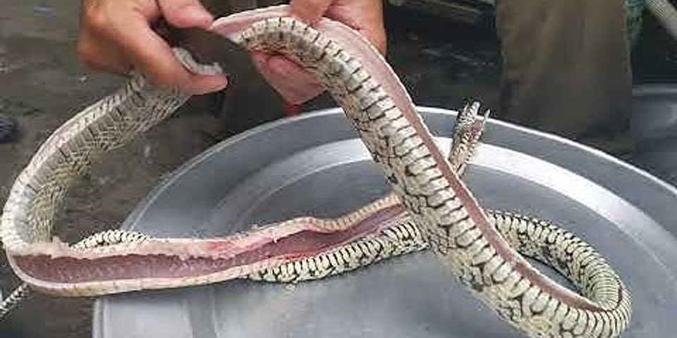 Cách xé thịt rắn