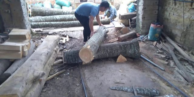 Cách xử lý gỗ xoan tươi