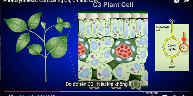 Chỉ ra những điểm giống nhau có bản của quá trình quang hợp ở 3 nhóm thực vật C3, C4, CAM
