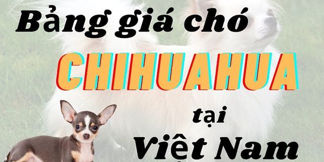 Chó Chihuahua lai giá bao nhiêu