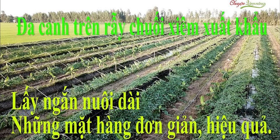 Chuối xiêm trồng bao lâu thì thu hoạch