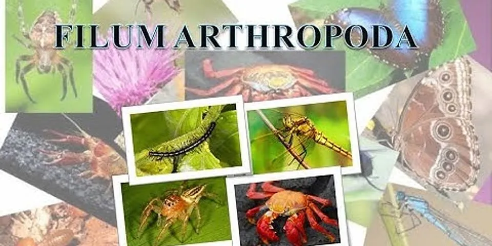 Ciri-ciri hewan yang termasuk ke dalam filum arthropoda adalah