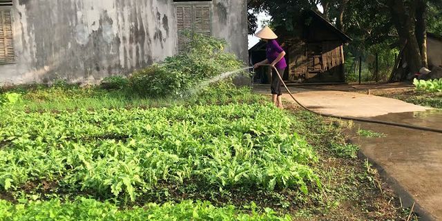 Có máy phương pháp tưới nước cho cây trồng