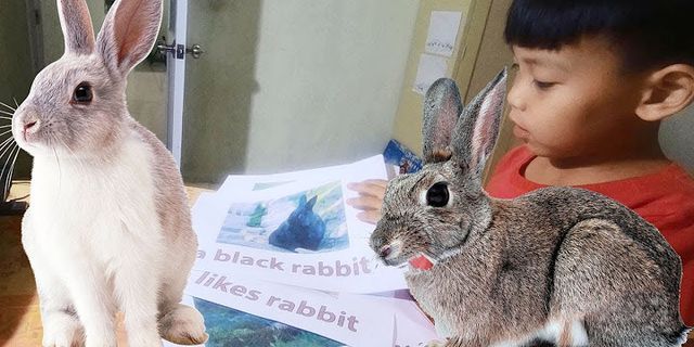 Con thỏ trong tiếng anh là gì