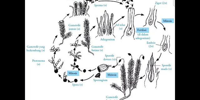 Fase gametofit tumbuhan lumut adalah