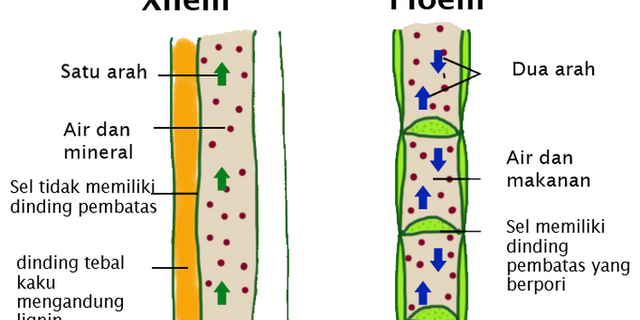 Jaringan pada tumbuhan dikotil yang terletak diantara floem dan xilem adalah