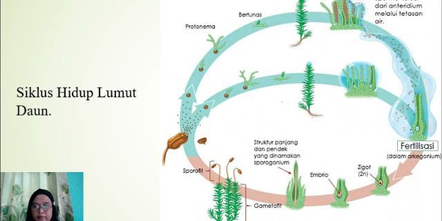 Tumbuhan Lumut Penghasil Spora