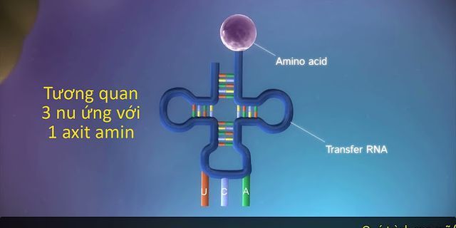 Điểm giống nhau trong nguyên tắc cấu tạo của ADN ARN và protein là