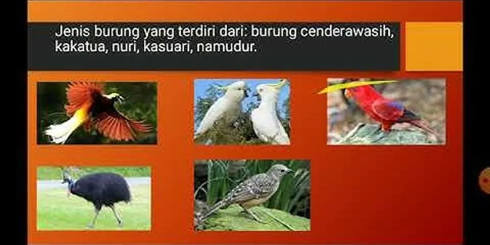Fauna di indonesia bagian timur dan penjelasannya