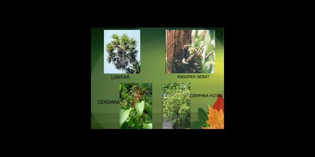 Flora di Indonesia termasuk ke dalam kawasan Apa dan kawasan itu meliputi wilayah mana saja?