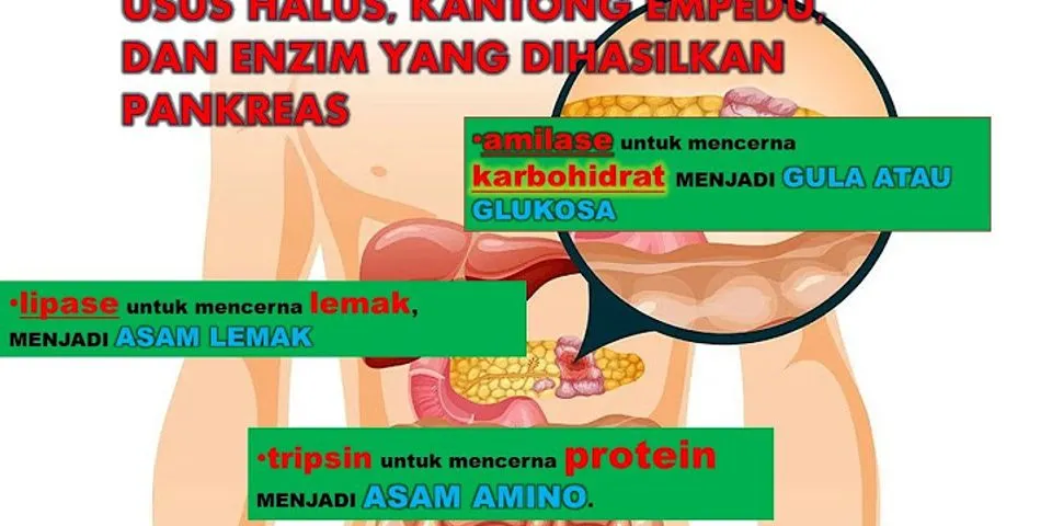 Fungsi pankreas berikut yang berkaitan dengan fungsi pencernaan makanan adalah
