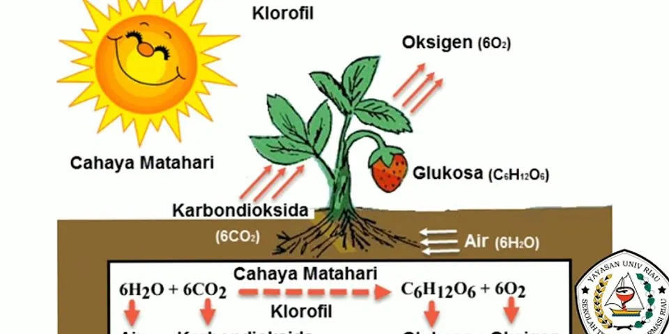 Glukosa yang menjadi hasil utama fotosintesis terbentuk dari