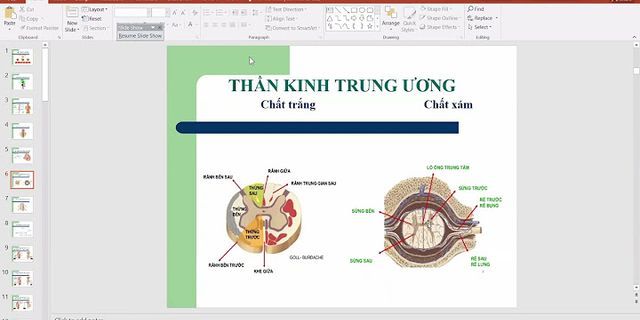 Hành tủy là gì