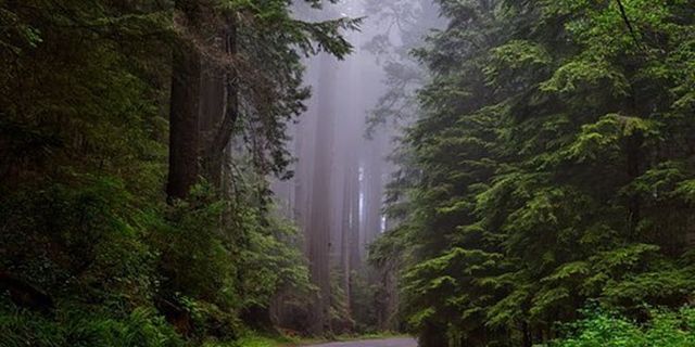 Top 9 hình ảnh rừng cây xanh 2022