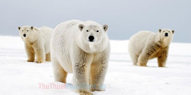Top 8 hình gấu bắc cực cute 2022
