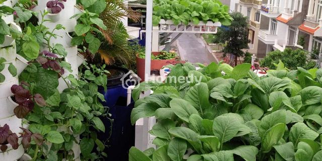 Top 9 hỏi trồng rau sạch tại nhà 2022