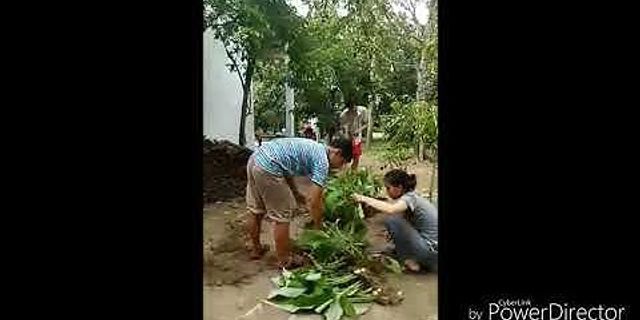 Hướng dẫn cách trồng củ lùn