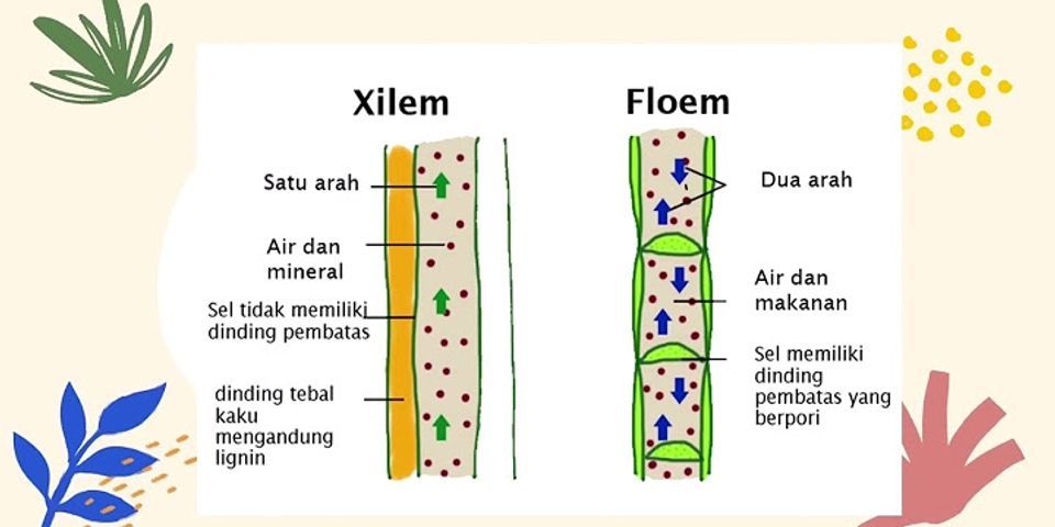 Hubungan yang paling benar dari fungsi jaringan xilem dan floem dari akar batang dan daun adalah
