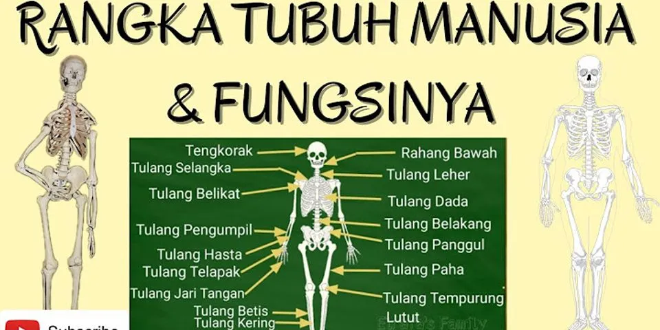 Jelaskan 4 fungsi utama tulang bagi tubuh manusia