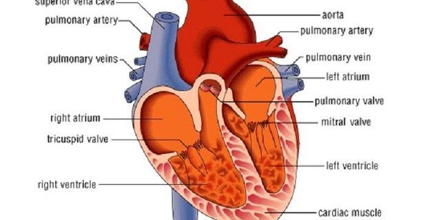 Sistem peredaran darah tertutup adalah darah dipompa oleh jantung ke seluruh tubuh melewati