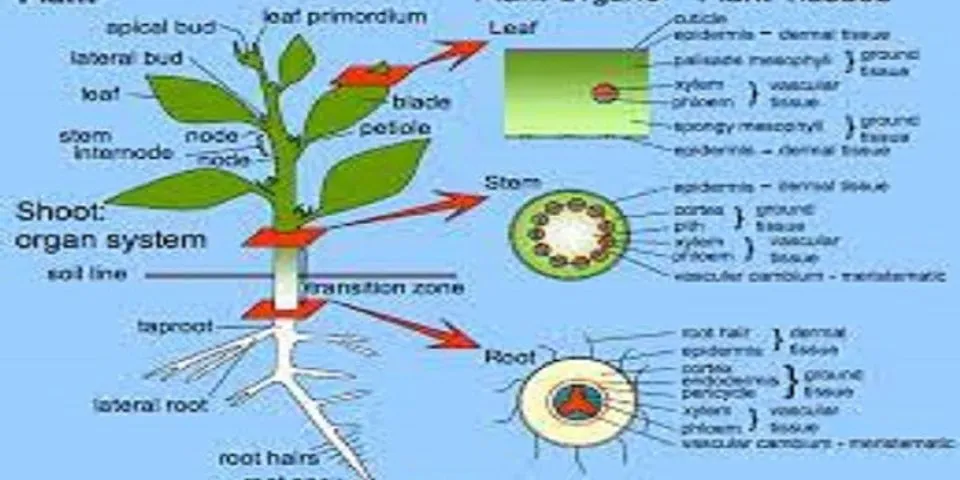 Jelaskan pengelompokan jaringan pada tumbuhan berdasarkan proses terbentuknya
