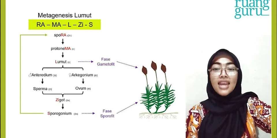 Jelaskan perbedaan metagenesis pada tumbuhan paku dan tumbuhan lumut