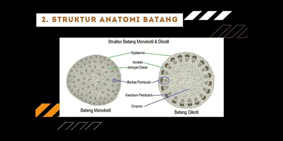 Jelaskan Perbedaan Struktur Anatomi Akar Dan Batang Tumbuhan Monokotil