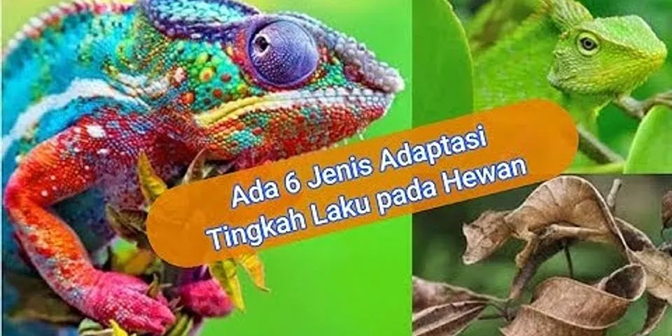 Jenis hewan yang dapat beradaptasi pada bioma tersebut adalah