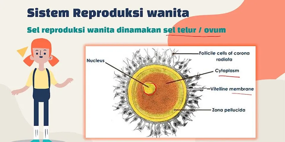 Kapan organ reproduksi mulai berkembang dan berfungsi dengan baik?