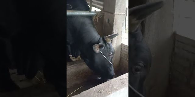 Kinh nghiệm nuôi bò 3B vỗ béo