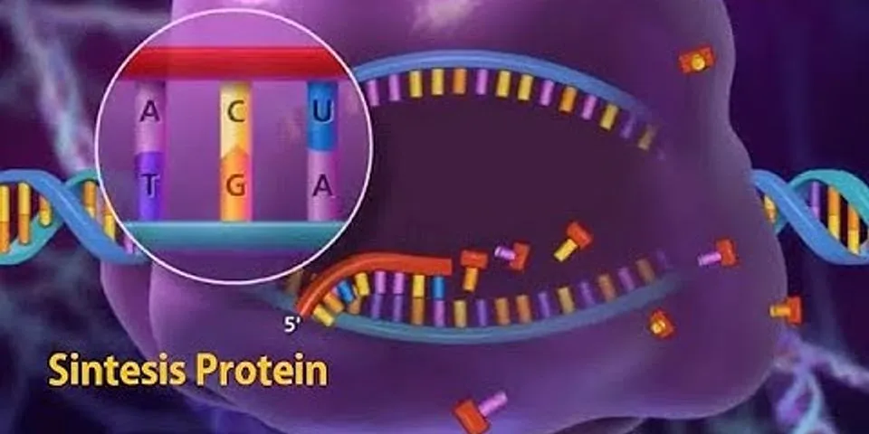 Kode genetik yang dibawa dari mRNA berdasarkan kode genetik dari