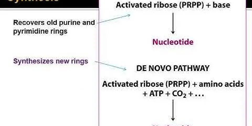 Komponen yang menyusun satu nukleotida pada rna adalah