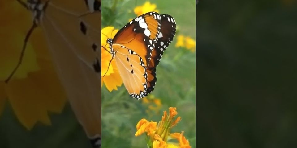 Kupu kupu adalah serangga yang tergolong ke dalam ordo lepidoptera