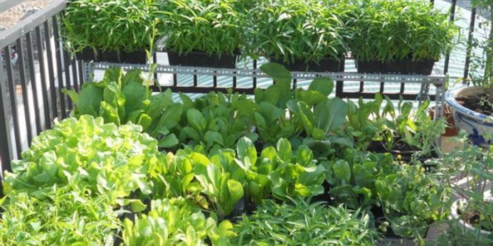 Top 9 làm giàn trồng rau ở ban công 2022