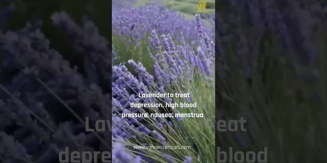 Lavender oil là gì