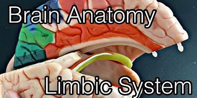 Limbic brain là gì