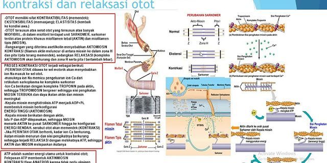 Mekanisme Kontraksi Dan Relaksasi Otot Jantung