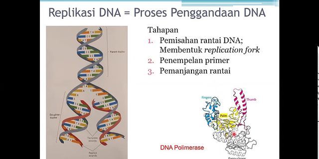 Mekanisme sintesis ini berturut turut dari asam nukleat DNA dan RNA dapat dinyatakan sebagai berikut
