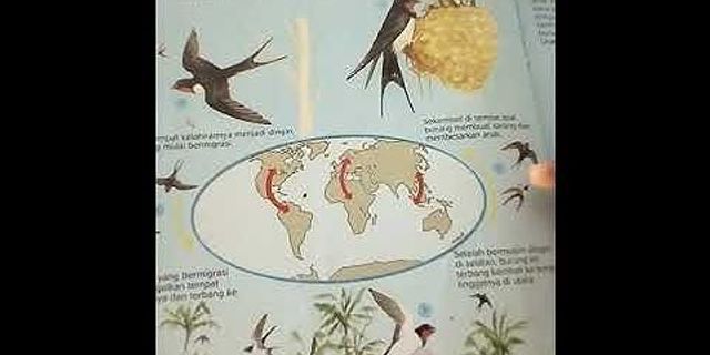 Mengapa burung dan hewan lainnya berkelompok untuk bermigrasi?