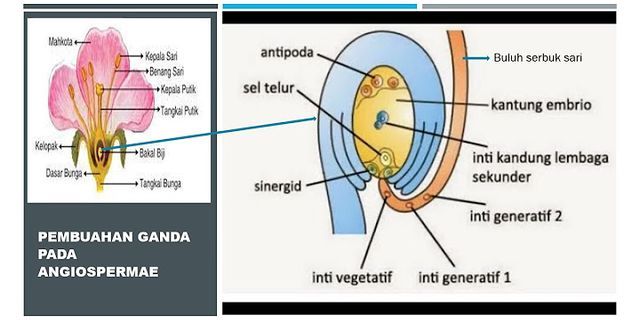 Sebuah spermatozoid akan berkembang secara meiosis menjadi