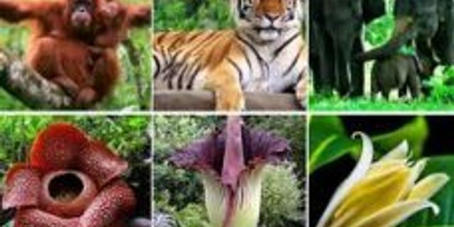 Fauna yang terdapat di indonesia memiliki kemiripan dengan fauna