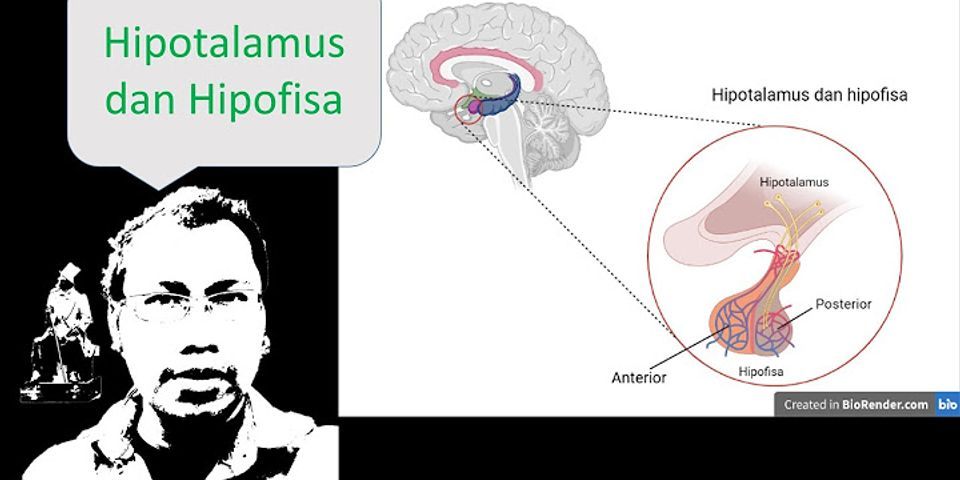 Mengapa kelenjar hipofisis disebut sebagai master of glands brainly?