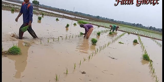 Mengapa para petani mulai menanam padi pada musim hujan?