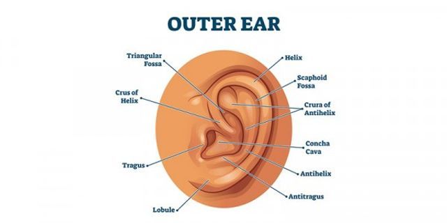 Yang menyalurkan telinga bagian bunyi dalam gelombang berfungsi telinga adalah ke Pengertian Bagian